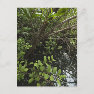 Tropical salt pond postcard