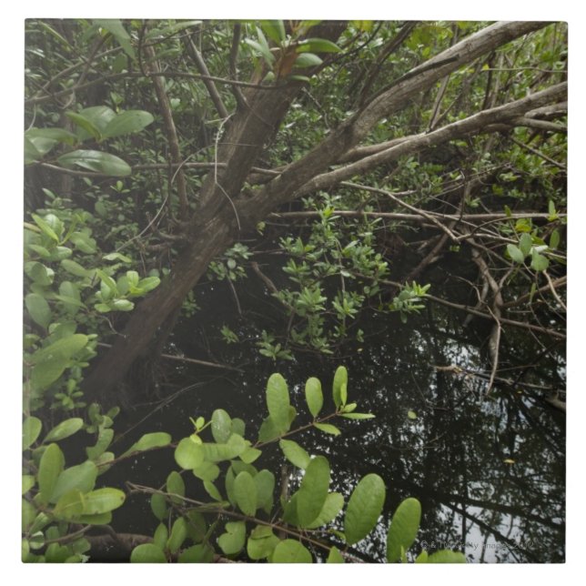 Tropical salt pond tile (Front)