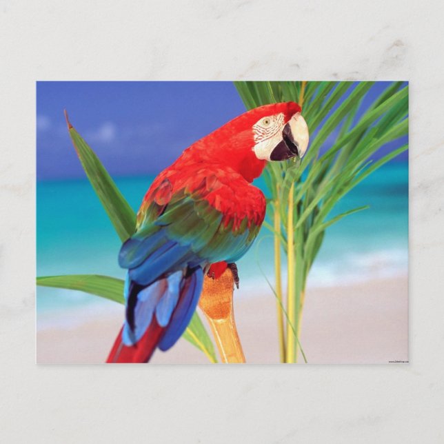 Tropical Scarlet Macaw Postcard (Front)