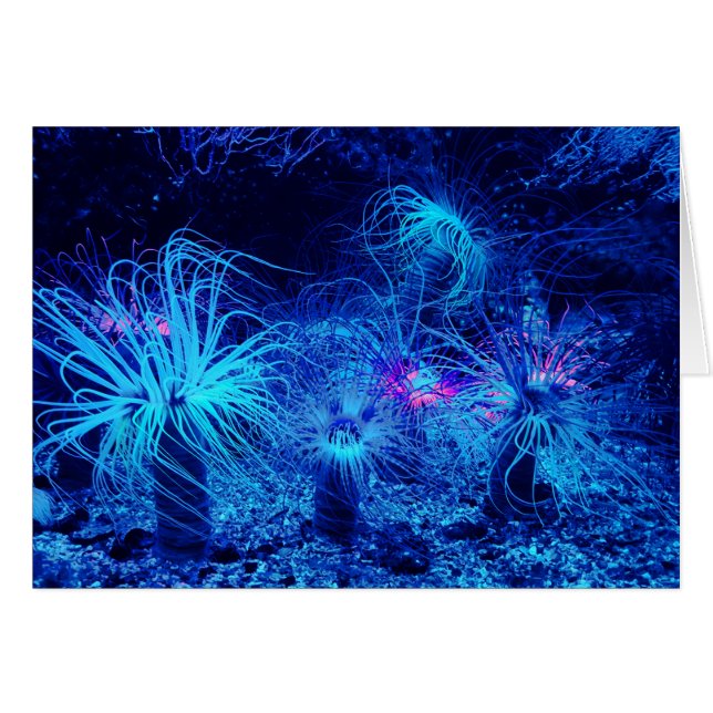 Tropical Sea Anemone (Front Horizontal)