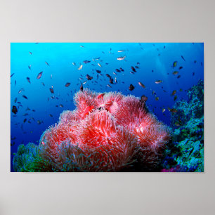 Tropical Sea Life Pink Glowing Anemone Coral Poster