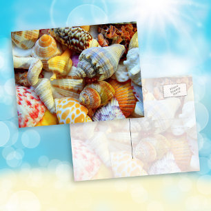 Tropical Seashells Penpal Photography Postcards