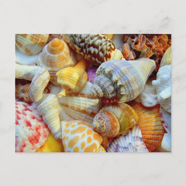 Tropical Seashells Photography Postcards (Front)