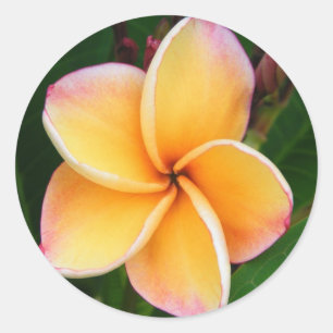 Tropical Senses Classic Round Sticker