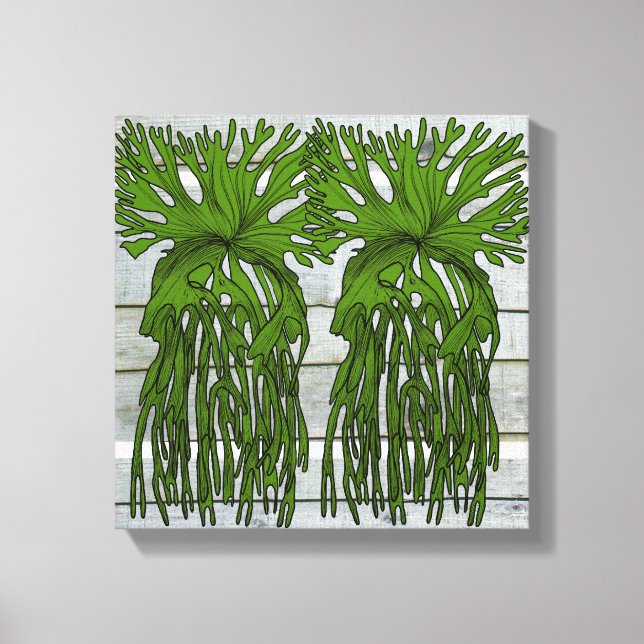 Tropical staghorn fern canvas print (Front)