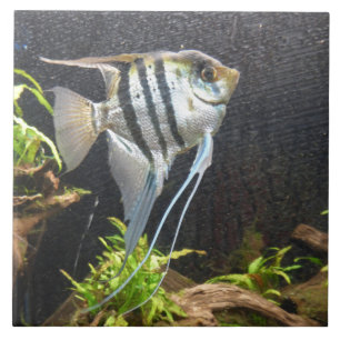 Tropical Striped Fish Ceramic Tile