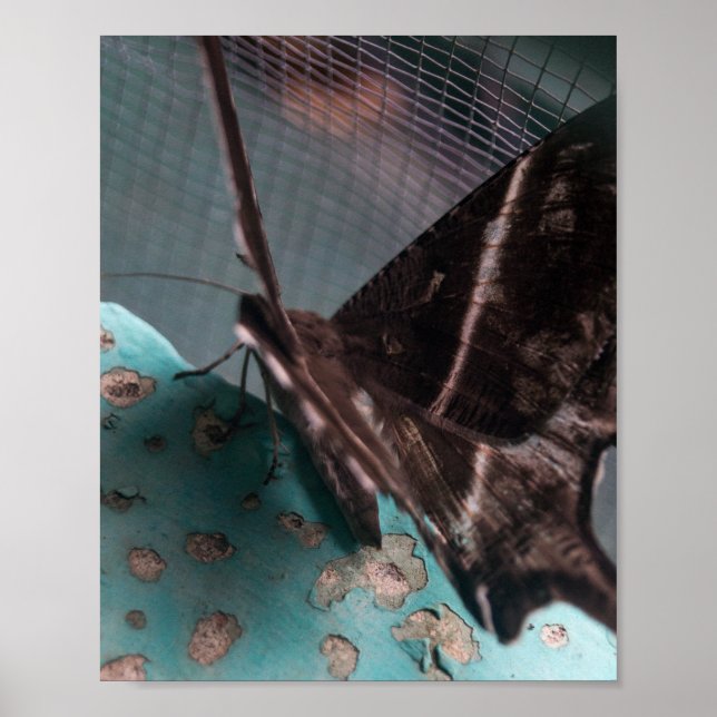 Tropical Swallowtail Moth Poster (Front)