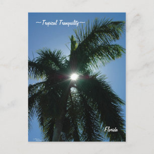 Tropical Tranquillity Florida Postcard