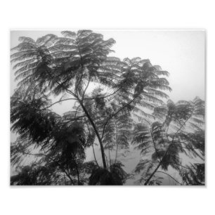 Tropical Tree Black and White in fog Photo Print