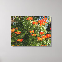 Tropical Tree | Orange Flowers