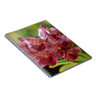 Tropical Vanda Orchid Cluster Notebook