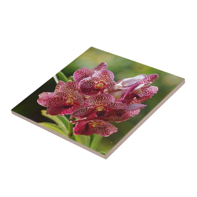 Tropical Vanda Orchid Cluster Tile (Side)