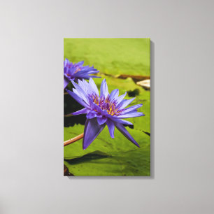 Tropical Waterlily Floral Botanical Design Canvas Print