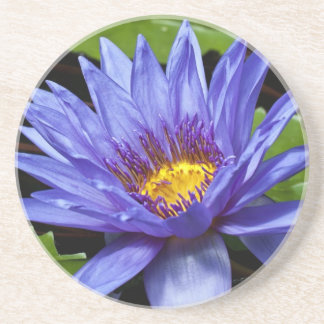 Tropical Waterlily Floral Botanical Design Coaster