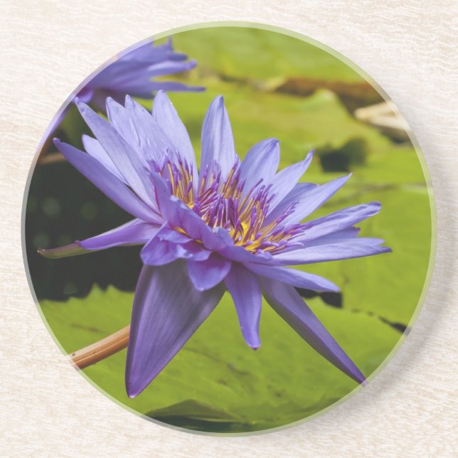 Tropical Waterlily Floral Botanical Design Coaster (Front)