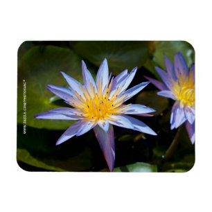 Tropical Waterlily Floral Botanical Design Magnet