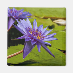 Tropical Waterlily Floral Botanical Design Magnet