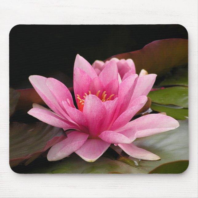 Tropical Waterlily Floral Botanical Design Mouse Pad (Front)