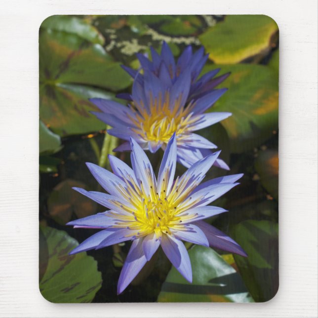 Tropical Waterlily Floral Botanical Design Mouse Pad (Front)