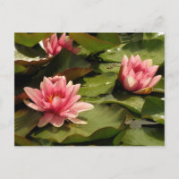 Tropical Waterlily Floral Botanical Design