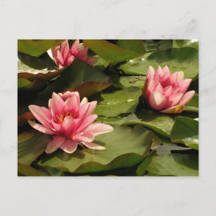 Tropical Waterlily Floral Botanical Design Postcard
