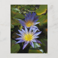 Tropical Waterlily Floral Botanical Design