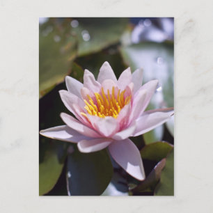 Tropical Waterlily Floral Botanical Design Postcard