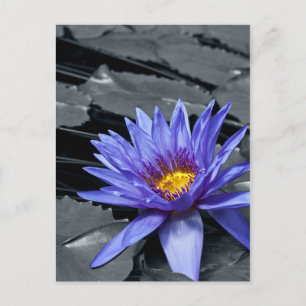 Tropical Waterlily Floral Botanical Design Postcard