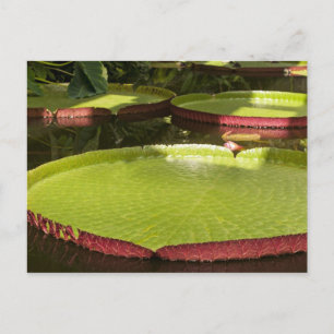 Tropical Waterlily Floral Botanical Design Postcard
