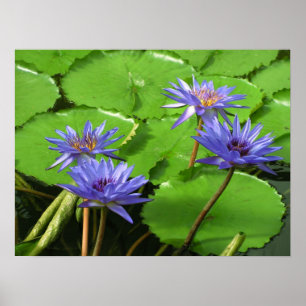Tropical Waterlily Floral Botanical Design Poster