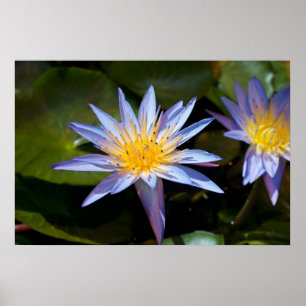 Tropical Waterlily Floral Botanical Design Poster