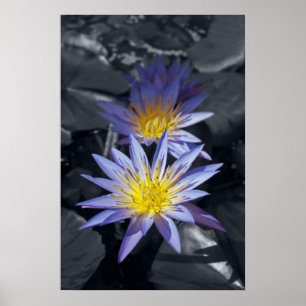 Tropical Waterlily Floral Botanical Design Poster