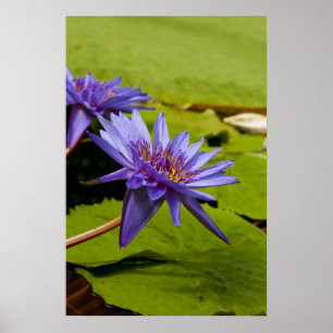 Tropical Waterlily Floral Botanical Design Poster