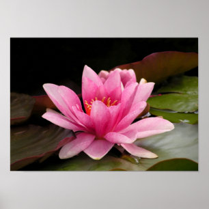 Tropical Waterlily Floral Botanical Design Poster