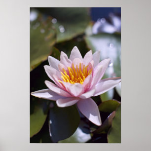 Tropical Waterlily Floral Botanical Design Poster
