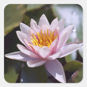 Tropical Waterlily Floral Botanical Design Square Sticker