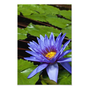 Tropical Waterlily Photo Print