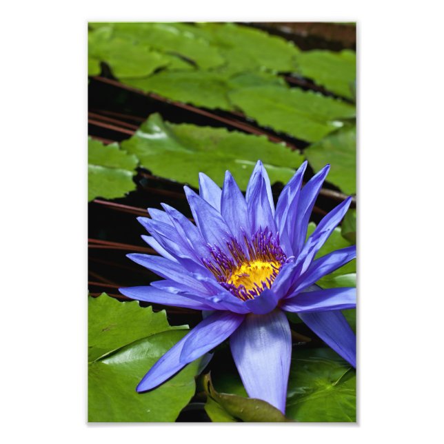 Tropical Waterlily Photo Print (Front)