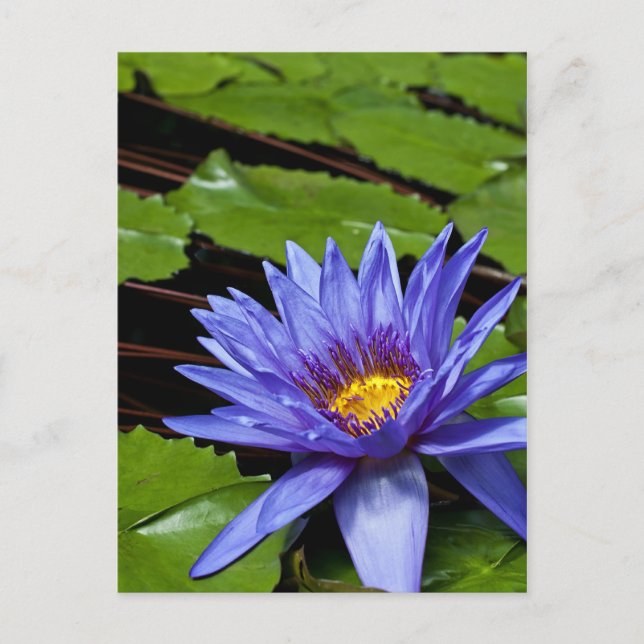 Tropical Waterlily Postcard (Front)