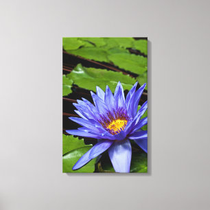 Tropical Waterlily Wrapped Canvas