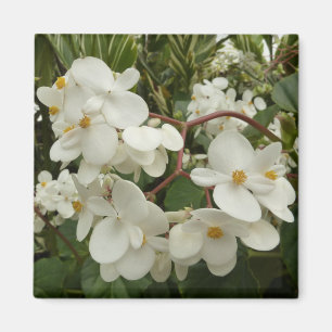 Tropical White Begonia Floral Magnet