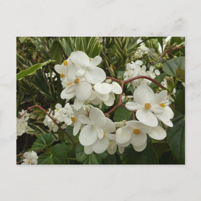 Tropical White Begonia Floral Postcard (Front)