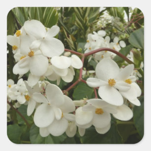 Tropical White Begonia Floral Square Sticker