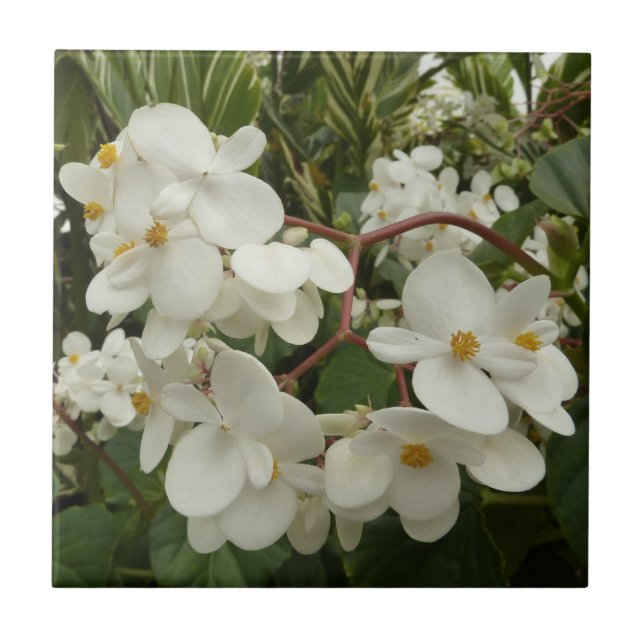 Tropical White Begonia Floral Tile (Front)