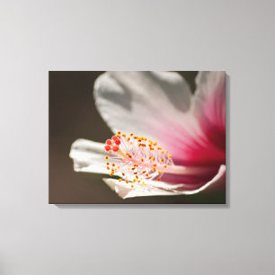 Tropical White & Pink Hibiscus Flower Photography Canvas Print
