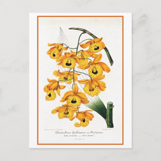 Tropical Yellow Orchid Illustration Postcard (Front)