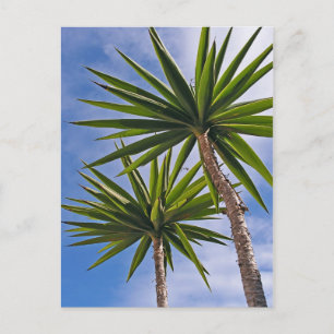 Tropical Yucca Palm Leaves Painting Effect Photo Postcard