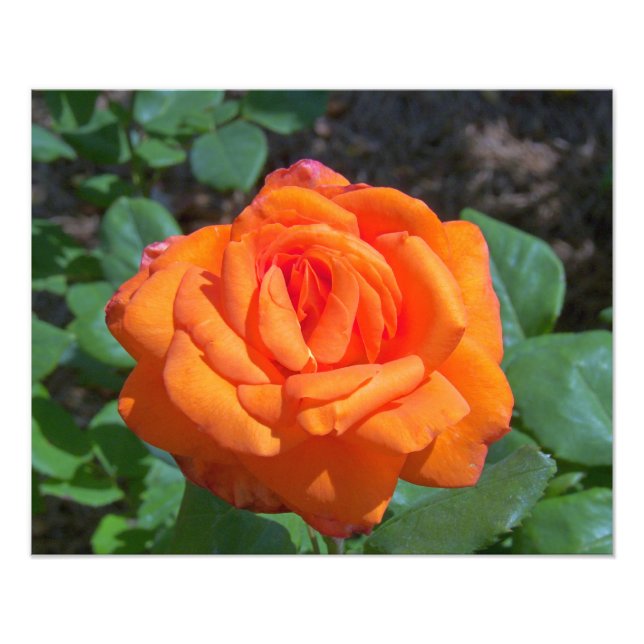 Tropicana Rose Photo Print (Front)