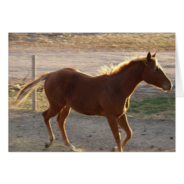 Trot On (Front Horizontal)