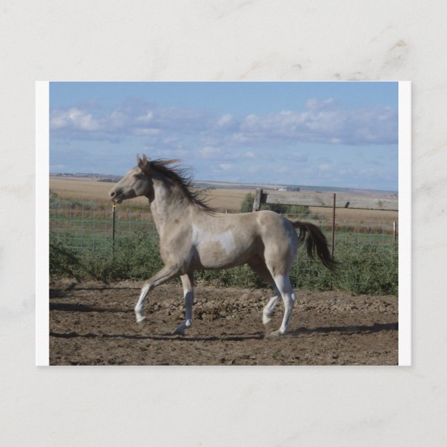 trot postcard (Front)